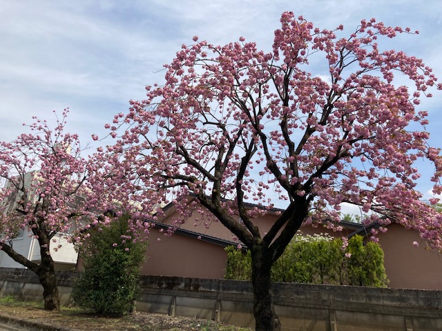 今年の桜